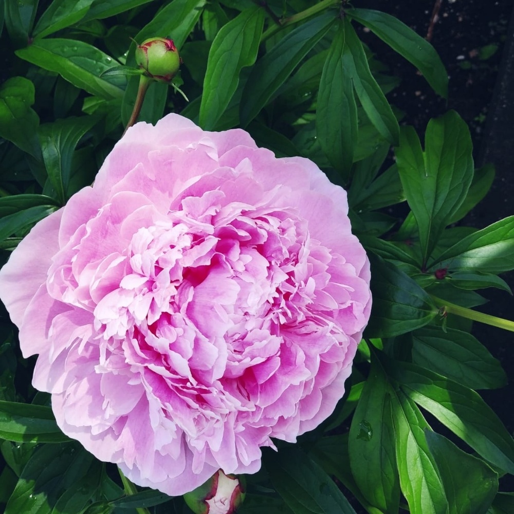 Meet your Posher, Daphne